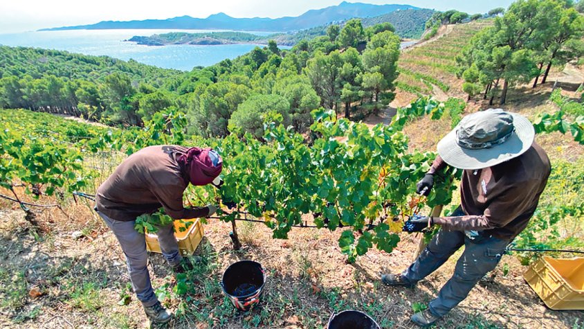 Alerten que la collita de raïm pot baixar un 40% 