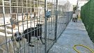 El CCAE vol retirar els animals de la gossera