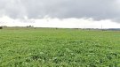 Nou recurs contra la planta solar fotovoltaica de Navata