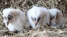 Neixen òlibes per primera vegada en segones postes