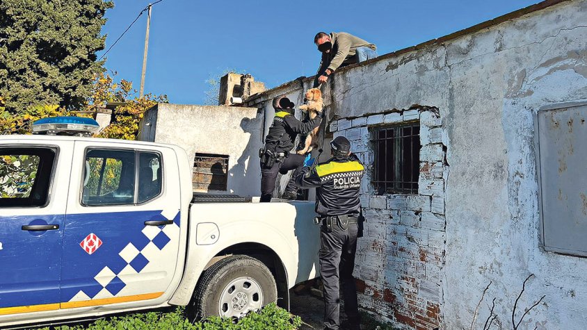 Retiren tots els gossos que vivien en una casa en ruïnes