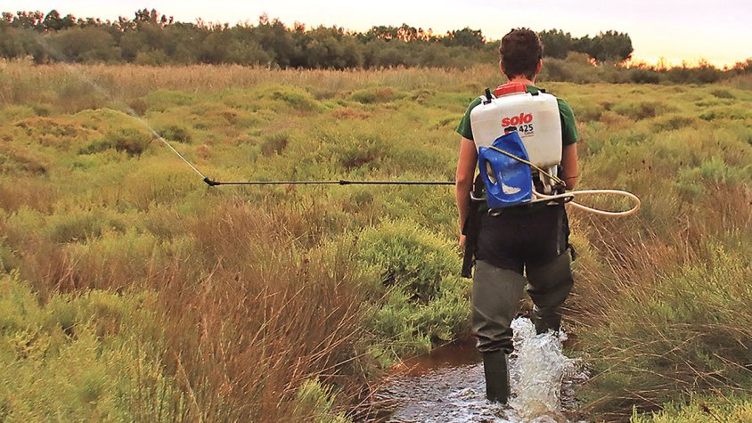 Identifiquen 25 espècies de mosquits als Aiguamolls