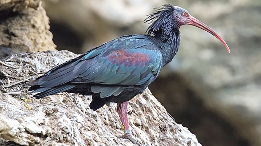 Repoblaran els Aiguamolls d’Ibis Eremita