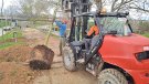 Planten 450 arbres a la  Via Verda de la Muga