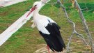 La cigonya APNAE torna a l’Empordà