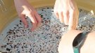 La Costa Brava registra la menor presència de microplàstics de Catalunya