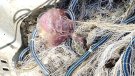 Biotecnologia blava amb col·lagen de meduses