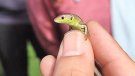 Especialistes i voluntaris cataloguen la biodiversitat