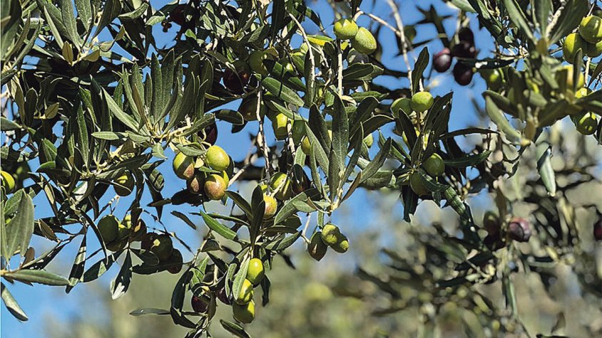 Oli de l’Empordà veu la collita d’enguany ‘millor i de qualitat’
