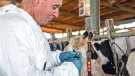Pla per ampliar la vacunació contra la dermatosi nodular