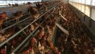 Confinen ara les gallines de tota la comarca