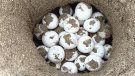 Les tortugues marines colonitzen noves zones per l’augment de les temperatures