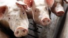 Consulta les dades sobre les 281 explotacions de porcí de l'Alt Empordà