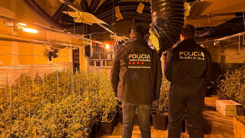 Desmantellen un cultiu de marihuana amb 1.830 plantes al carrer Nou 