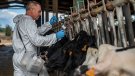 Acaben de pagar els 1,5 milions d’euros pendents per indemnitzar els afectats per la dermatosi