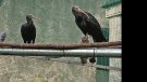 Dos exemplars més d’ibis ermitans als Aiguamolls
