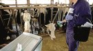 Els Aiguamolls han perdut el 70% dels ramats que tenien