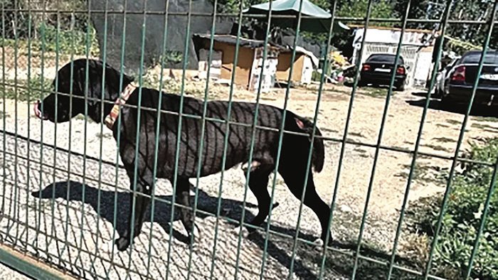 Faada denuncia un cas de maltractament animal a Figueres