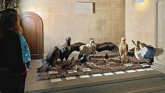 El Consell Comarcal acull una mostra sobre aus necròfagues