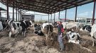 Els ramaders ja poden moure el boví amb normalitat