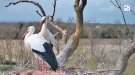 Una finestra oberta al niu de les cigonyes dels Aiguamolls