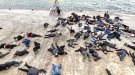 Simulen un mar ple de peixos i ocells morts pel parc eòlic marí