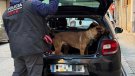 Dues denuncies i un vehicle comissat en un dispositiu conjunt de Guàrdia Urbana i Mossos a Figueres