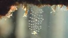 Detecten més biodiversitat a sota dels pantalans de l’Escala